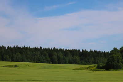 Scenic view of trees on field against sky