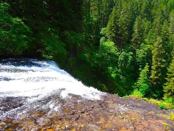 River flowing through forest