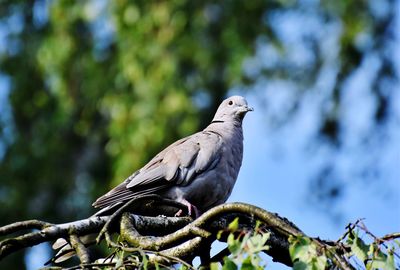 Low angle view of bird perching on branch