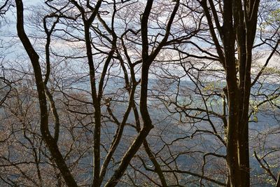 Low angle view of trees against sky