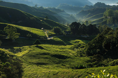 High angle view of agricultural field