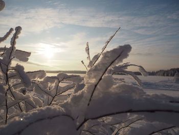 Close-up of frozen plant against sky during winter