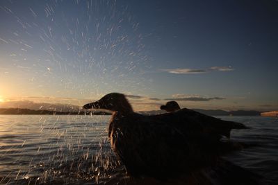 Duck splashing water in sea against sky during sunset