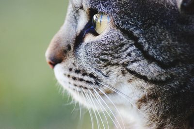 Close-up of a cat looking away