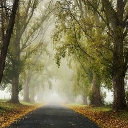 Road amidst trees against sky