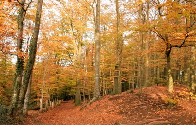 Trees in forest during autumn