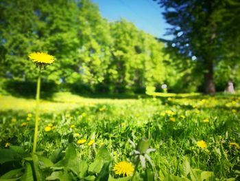 Close-up of yellow flowers blooming in field