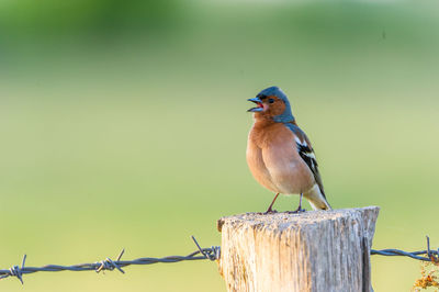 Bird perching on leaf