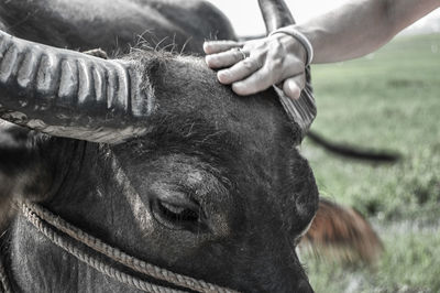Cropped image of hand touching cow at farm
