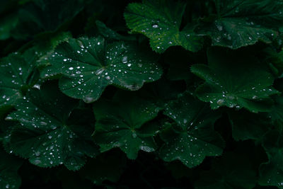 Close-up of water drops on leaves during rainy season