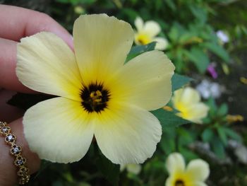 Close-up of hand holding yellow flowers