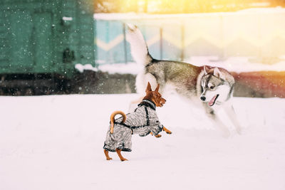 Portrait of dogs on snow