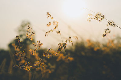 Close-up of flowering plants on field against sky