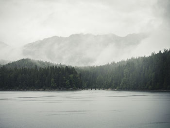 Scenic view of forest against sky