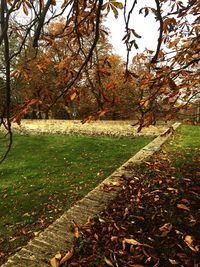 Trees in park