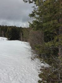 Scenic view of forest against sky during winter