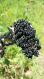 Close-up of plant against blurred background