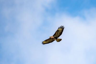 Low angle view of eagle flying in sky