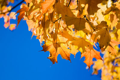 Low angle view of maple leaves against blue sky