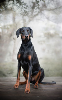 Portrait of dog sitting outdoors