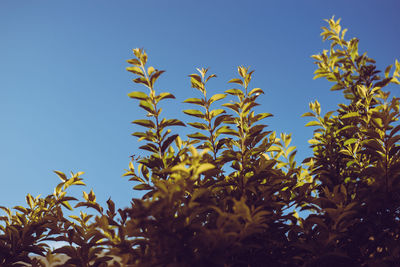 Low angle view of plants against clear blue sky