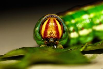 Close-up of insect