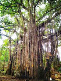 Low angle view of bamboo trees in forest