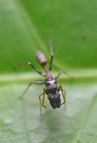 Ant mimic spider on green leaf