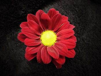 Close-up of red flower