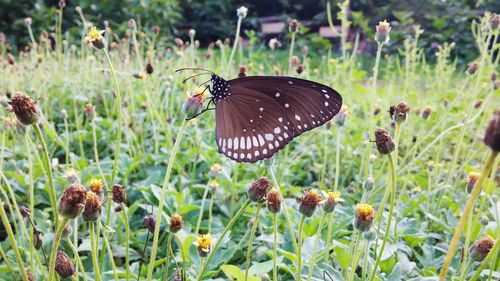 Butterfly on flower