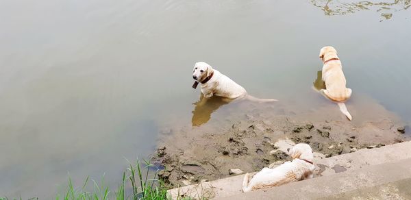 High angle view of dogs in a lake