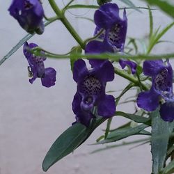 Close-up of purple flowers