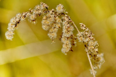 Close-up of insect on plant