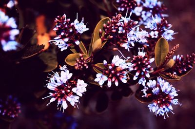 Close-up of pink flowers