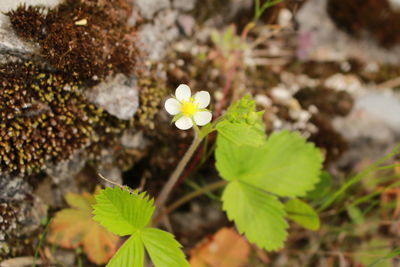 Close-up of flowers blooming outdoors