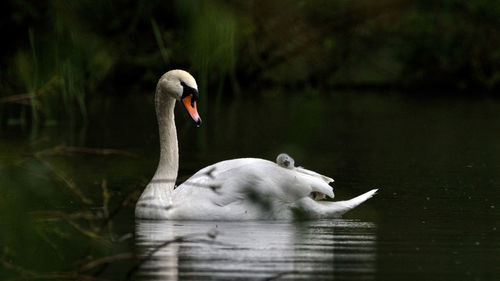 Swan swimming in a lake