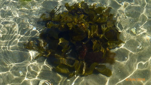 High angle view of rippled water in sea