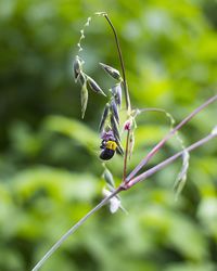 Close-up of insect on plant