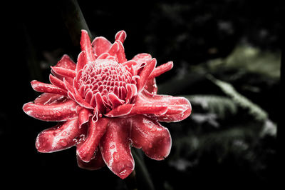 Close-up of pink flower against black background