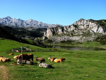 Cows in a field