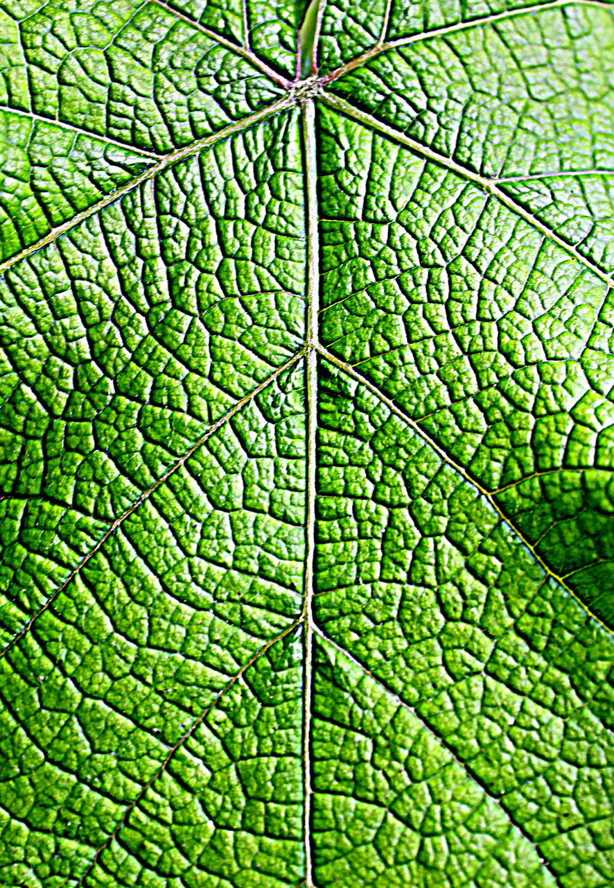 CLOSE-UP OF LEAF