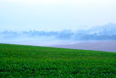 Scenic view of grassy field against sky