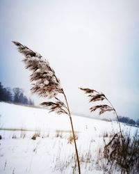 Close-up of grass on snow covered field against clear sky