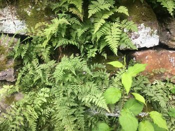 High angle view of ivy growing on wall