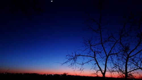 Silhouette of bare trees at sunset