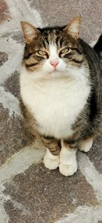 High angle portrait of cat sitting outdoors