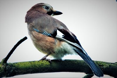 Low angle view of bird perching on a tree