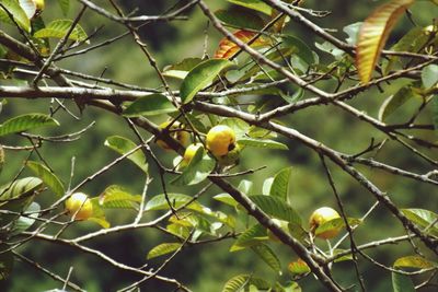 Close-up of leaves against blurred background