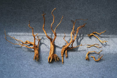 Close-up of dead plant over white background