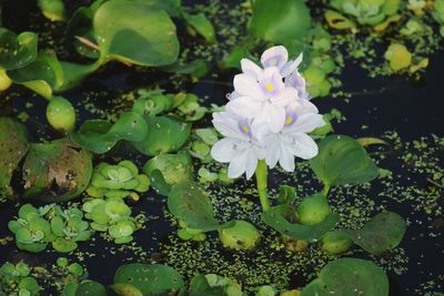 Close-up of flowers in water